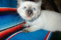 Savannah F-7B Snow Male DOB 5-30-18