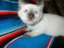 Savannah F-7B Snow Male DOB 5-30-18