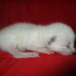 Savannah, F-7B, Snow, Male, DOB 5-30-18