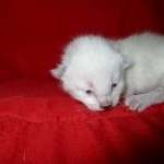 Savannah, F-7B, Snow, Male, DOB 5-30-18