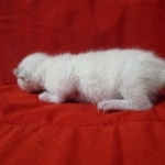 Savannah, F-7B, Snow, Male, DOB 5-30-18