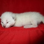 Savannah, F-7B, Snow, Male, DOB 5-30-18