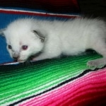 Savannah, F-7B, Snow, Male, DOB 5-30-18