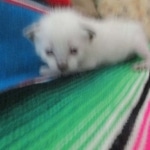 Savannah, F-7B, Snow, Male, DOB 5-30-18