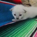 Savannah, F-7B, Snow, Male, DOB 5-30-18