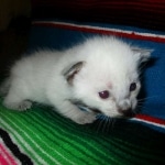 Savannah, F-7B, Snow, Male, DOB 5-30-18