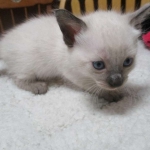 Savannah, F-7B, Snow, Male, DOB 5-30-18