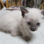 Savannah, F-7B, Snow, Male, DOB 5-30-18