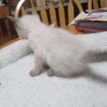 Savannah, F-7B, Snow, Male, DOB 5-30-18