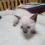 Savannah, F-7B, Snow, Male, DOB 5-30-18