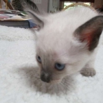 Savannah, F-7B, Snow, Male, DOB 5-30-18