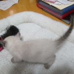 Savannah, F-7B, Snow, Male, DOB 5-30-18