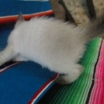 Savannah, F-7B, Snow, Male, DOB 5-30-18