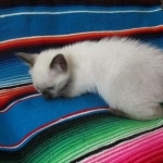 Savannah, F-7B, Snow, Male, DOB 5-30-18