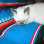 Savannah, F-7B, Snow, Male, DOB 5-30-18