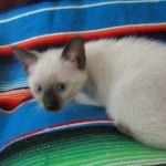 Savannah, F-7B, Snow, Male, DOB 5-30-18