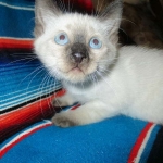 Savannah, F-7B, Snow, Male, DOB 5-30-18