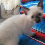 Savannah, F-7B, Snow, Male, DOB 5-30-18