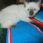 Savannah, F-7B, Snow, Male, DOB 5-30-18