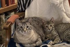 Gandolf, Savannah, F-7B, Snow Male DOB 6-8-17