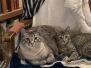 Gandolf, Savannah, F-7B, Snow Male DOB 6-8-17