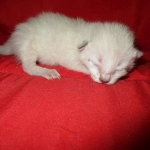 Savannah, F-7B, Snow, Male DOB 6-8-17