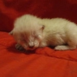 Savannah, F-7B, Snow, Male DOB 6-8-17