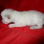 Savannah, F-7B, Snow, Male DOB 6-8-17