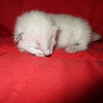 Savannah, F-7B, Snow, Male DOB 6-8-17