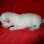 Savannah, F-7B, Snow, Male DOB 6-8-17