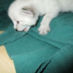 Savannah, F-7B, Snow, Male DOB 6-8-17