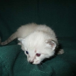 Savannah, F-7B, Snow, Male DOB 6-8-17