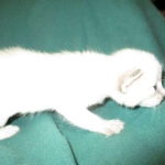 Savannah, F-7B, Snow, Male DOB 6-8-17