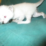 Savannah, F-7B, Snow, Male DOB 6-8-17