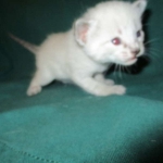 Savannah, F-7B, Snow, Male DOB 6-8-17