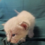 Savannah, F-7B, Snow, Male DOB 6-8-17