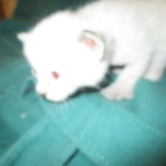 Savannah, F-7B, Snow, Male DOB 6-8-17