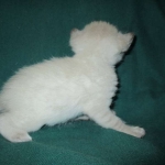 Savannah, F-7B, Snow, Male DOB 6-8-17