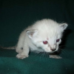 Savannah, F-7B, Snow, Male DOB 6-8-17