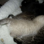 Gandolf, Savannah, F-7B, Snow, Male DOB 6-8-17