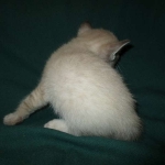 Gandolf, Savannah, F-7B, Snow, Male DOB 6-8-17