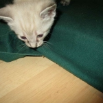 Gandolf, Savannah, F-7B, Snow, Male DOB 6-8-17