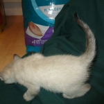 Gandolf, Savannah, F-7B, Snow, Male DOB 6-8-17