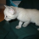 Gandolf, Savannah, F-7B, Snow, Male DOB 6-8-17