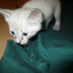 Gandolf, Savannah, F-7B, Snow, Male DOB 6-8-17