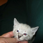 Gandolf, Savannah, F-7B, Snow, Male DOB 6-8-17