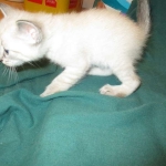 Gandolf, Savannah, F-7B, Snow, Male DOB 6-8-17