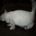 Gandolf, Savannah, F-7B, Snow, Male DOB 6-8-17