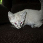 Gandolf, Savannah, F-7B, Snow, Male DOB 6-8-17