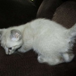 Gandolf, Savannah, F-7B, Snow, Male DOB 6-8-17